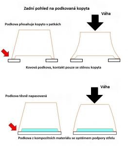 Kopytní mechanizmus vs. druh podkovy