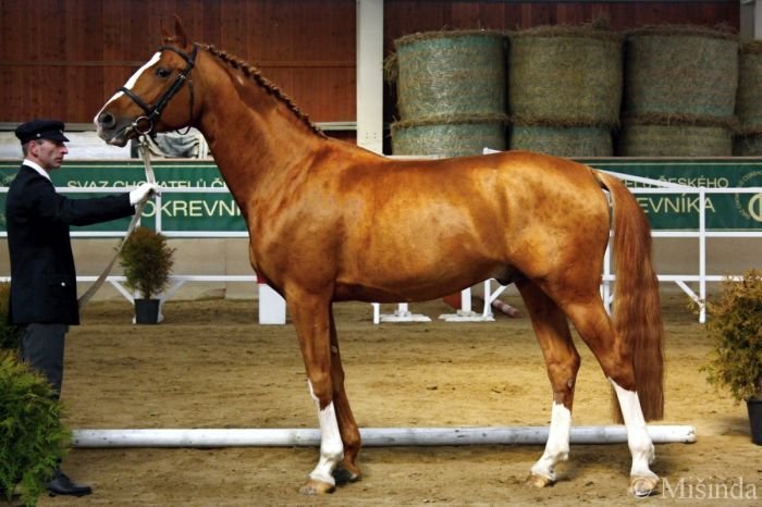 Galandro ZH Galandro ZH