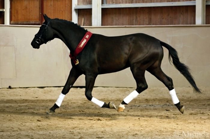 Dark Diamond Dark Diamond