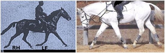 kůň s jezdcem v klusu kůň s jezdcem v klusu