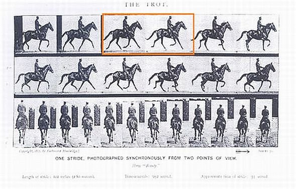 kůň s jezdcem v klusu kůň s jezdcem v klusu