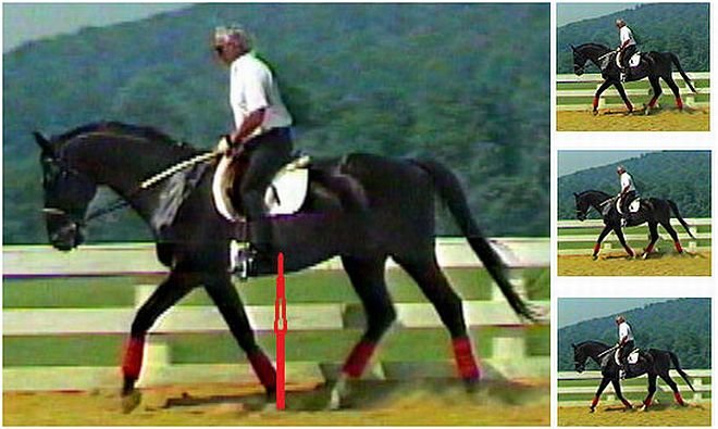 kůň v rovnováze kůň v rovnováze