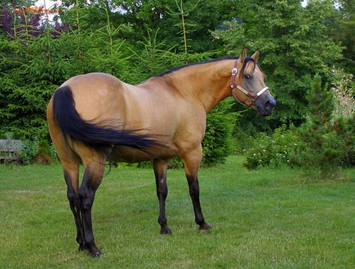 Quarter Horse - TARIS QUO VADIS