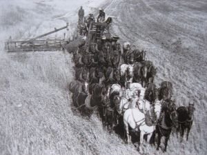 Koně v zemědělství