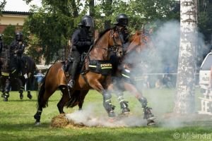 Výcvik policejních koní