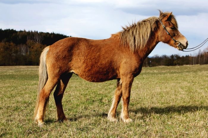 ISLANDSKÝ KŮŇ - Iris von Herrnthann