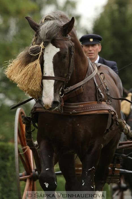 ČESKOMORAVSKÝ BELGICKÝ KŮŇ 1437 Maral