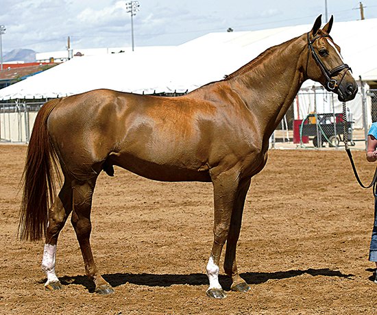 Baloubet du Rouet