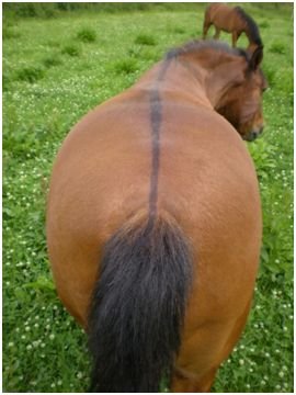 Úhoří pruh Úhoří pruh