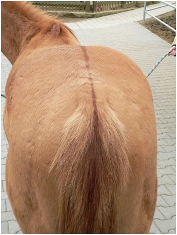 Úhoří pruh Úhoří pruh