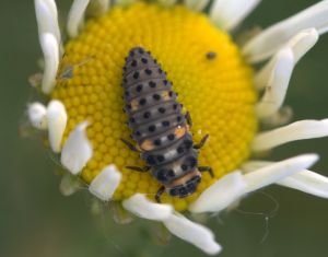 Larva slunéčka