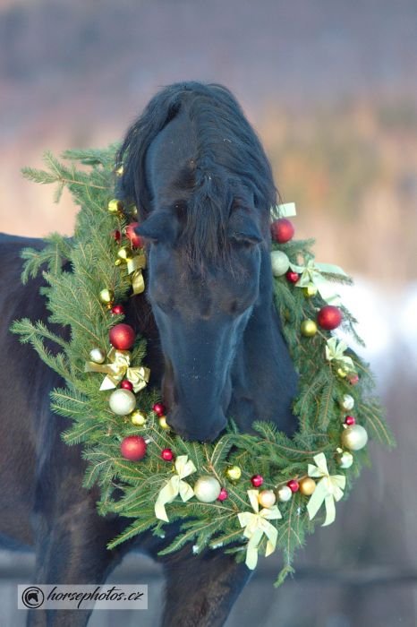 Splněný sen - kůň s vánočním věncem