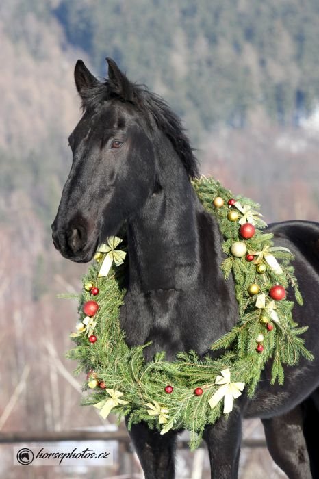 Splněný sen - kůň s vánočním věncem