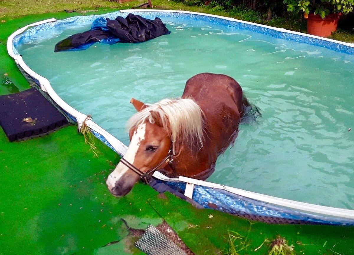 Bazény na zahradách a pozemcích v sousedství stájí mohou být pastí nejen na koně.