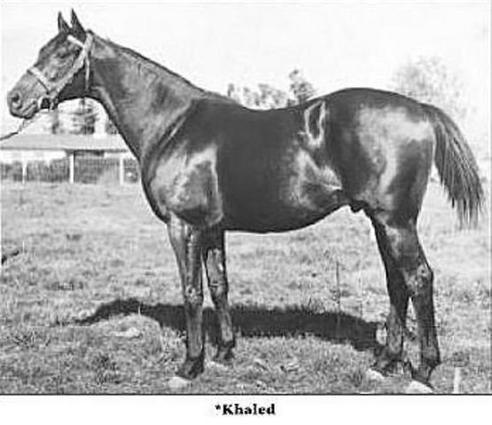 Khaled (Hyperion) - klíčový plemeník v americkém chovu 