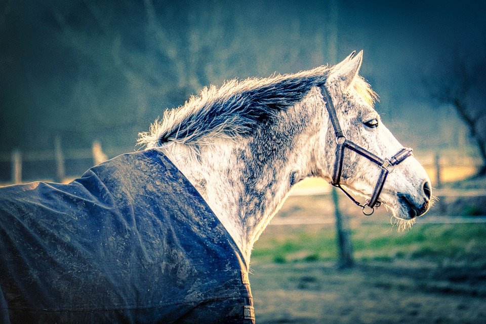 koně a dekování, věčné téma
