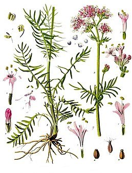 258px-Valeriana-officinalis-Kohler-s-Medizinal-Pflanzen-143.jpg
