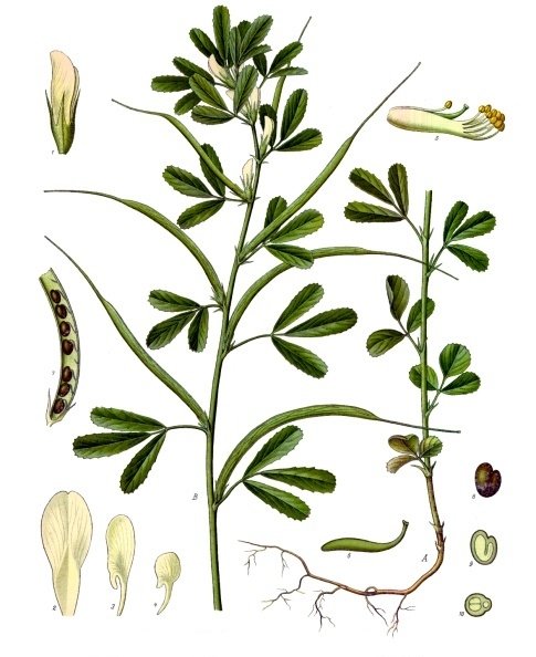 Trigonella-foenum-graecum-Kohler-s-Medizinal-Pflanzen-273.jpg