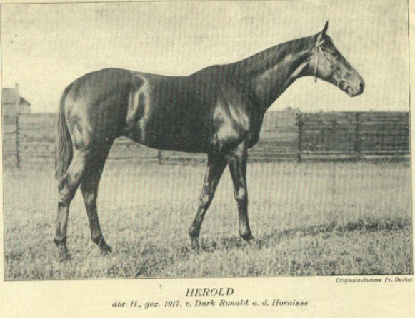 Herold (Dark Ronald) - šampión plemeník
