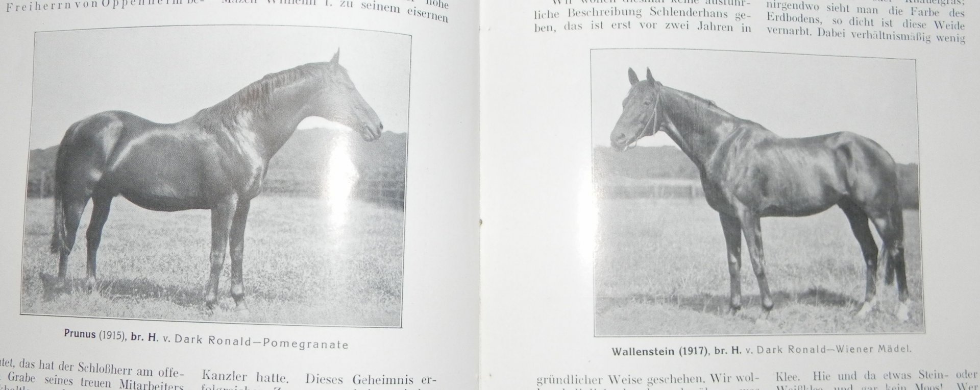 prunus-a-wallenstein-illustrierte-rundschau-fur-vollblutzucht-und-rennsport.jpg