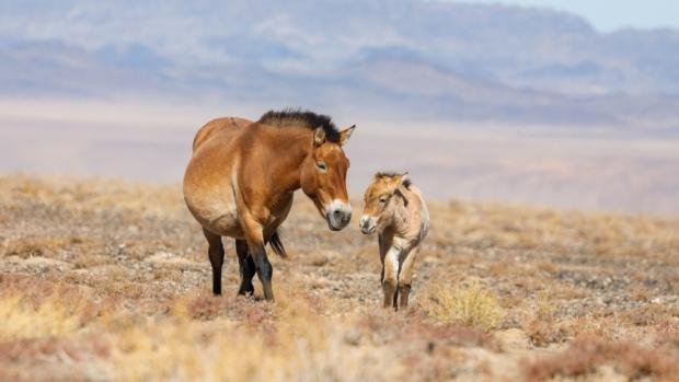 Koně Převalského se úspěšně vrátili do západního a středního Mongolska. Chystaný projekt se zaměří na východ země