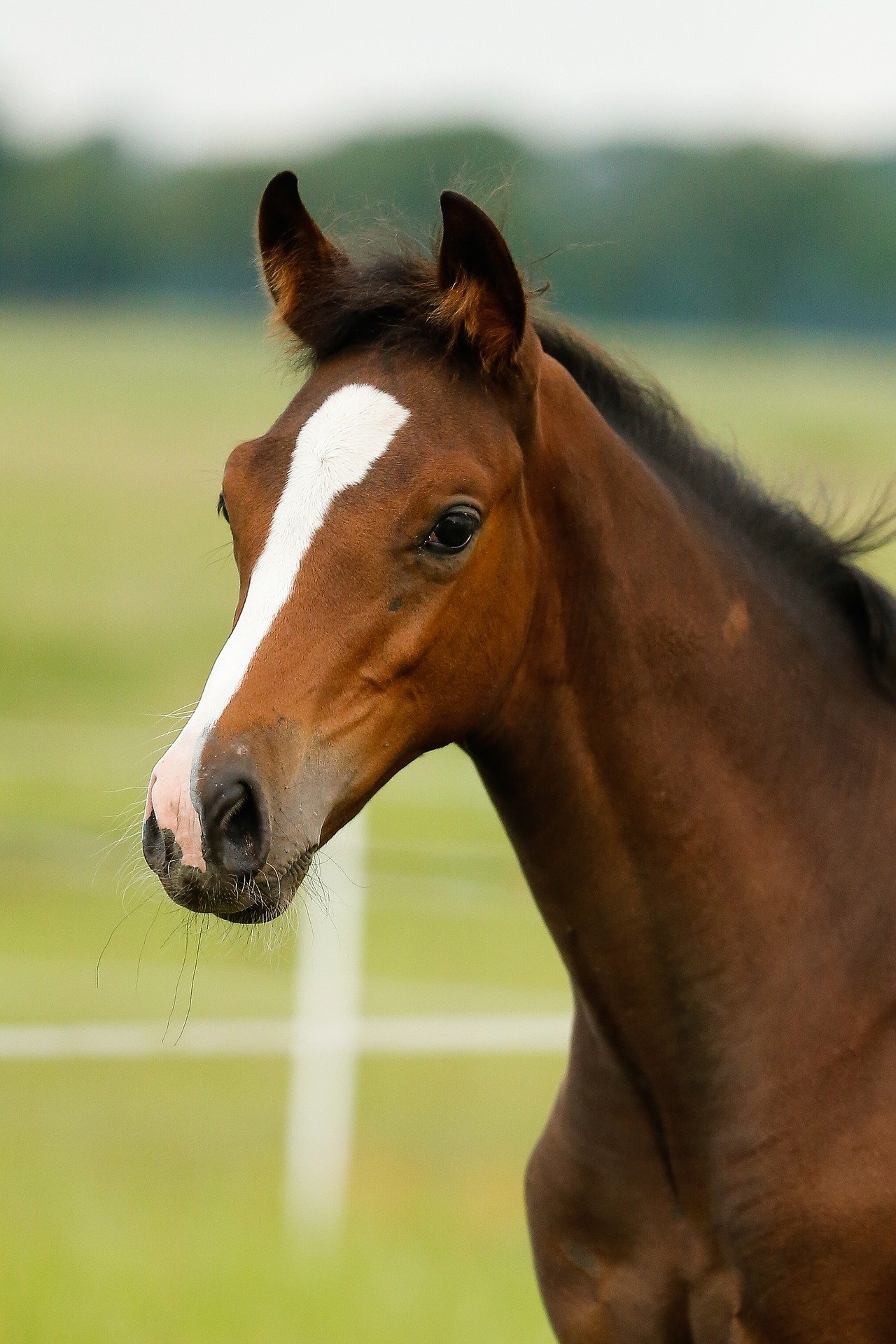 foal-g04cda85da-1920.jpg