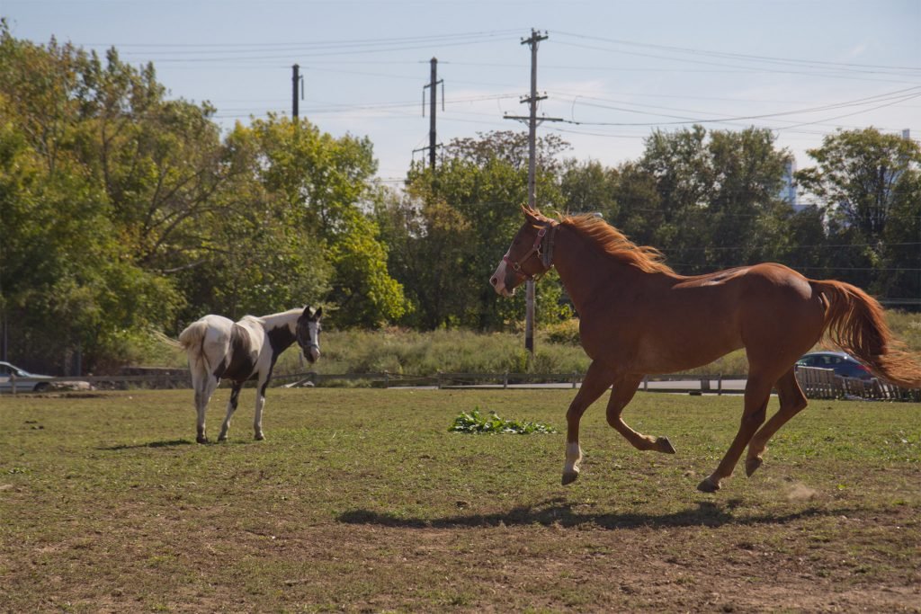 Pozemek využívaný jako pastvina naproti  Fletcher Street Stables v Strawberry Mansion...budoucnost je ale nejasná