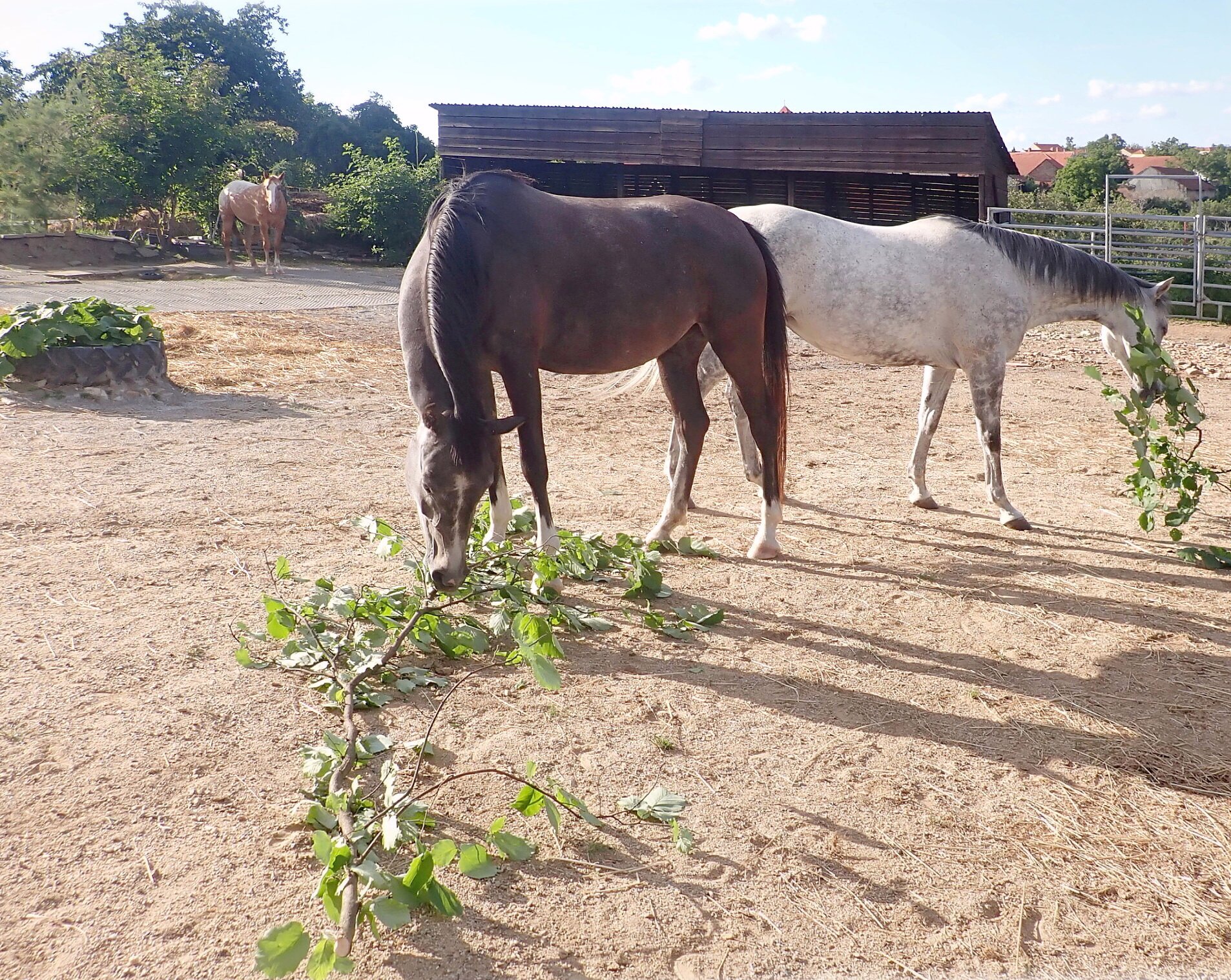 Věděli jste, že větve a listí jsou pro vašeho koně zdravým zpestřením jídelníčku? 