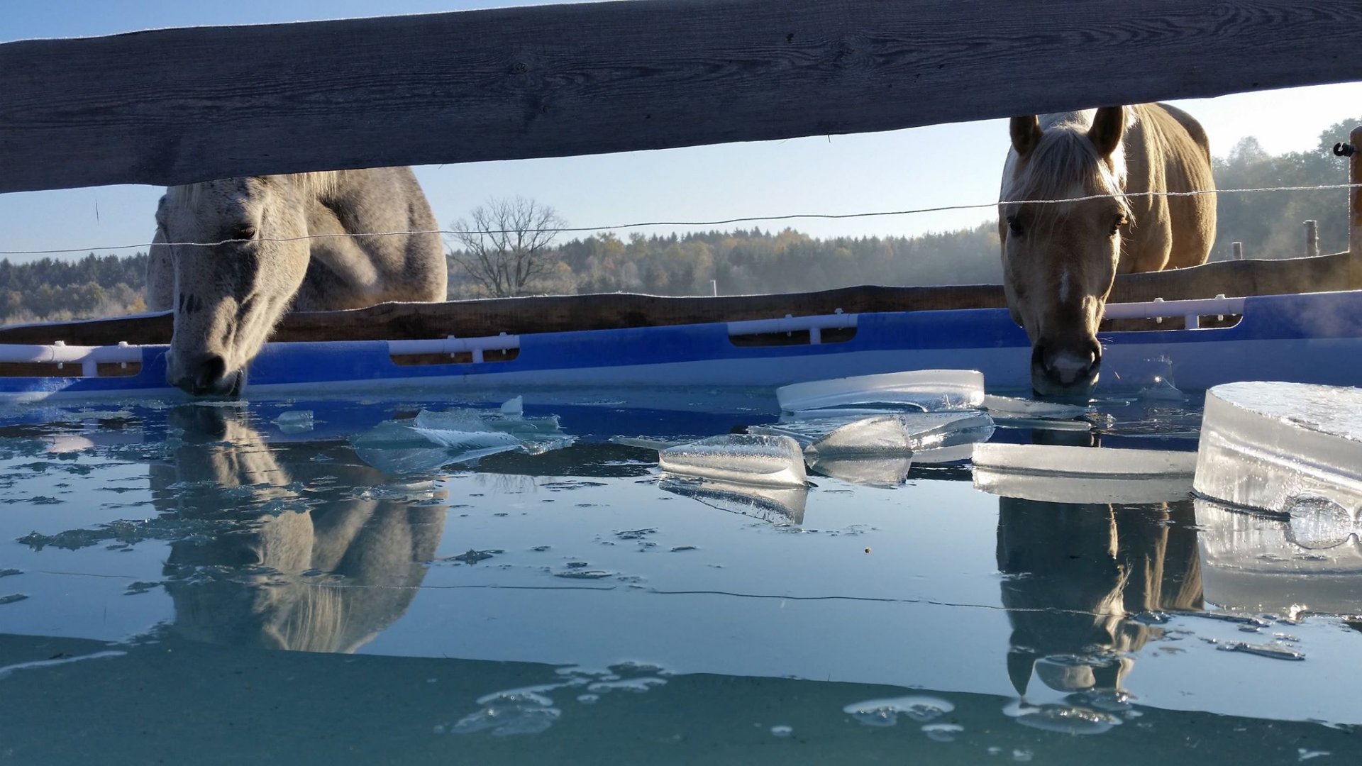 Zimní napájení z velikého bazénu, odděleno od koní jednoduchou dřevěnou ohrádkou
