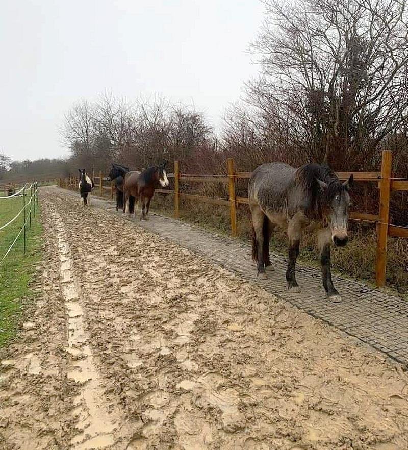 trek se zpevněným chodníčkem - koně rádi v blátech využijí