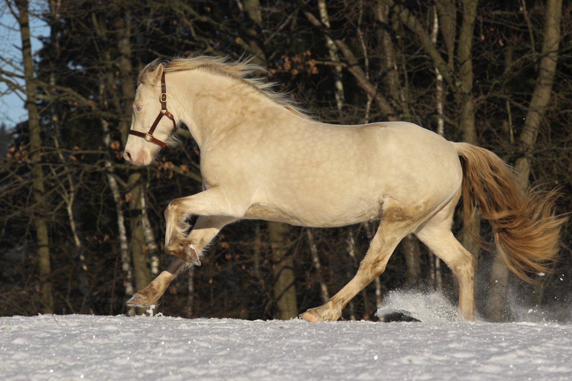 Chovatel/majitel by měl být schopen stav svého koně objektivně posoudit a také na něj adkvátně reagovat
