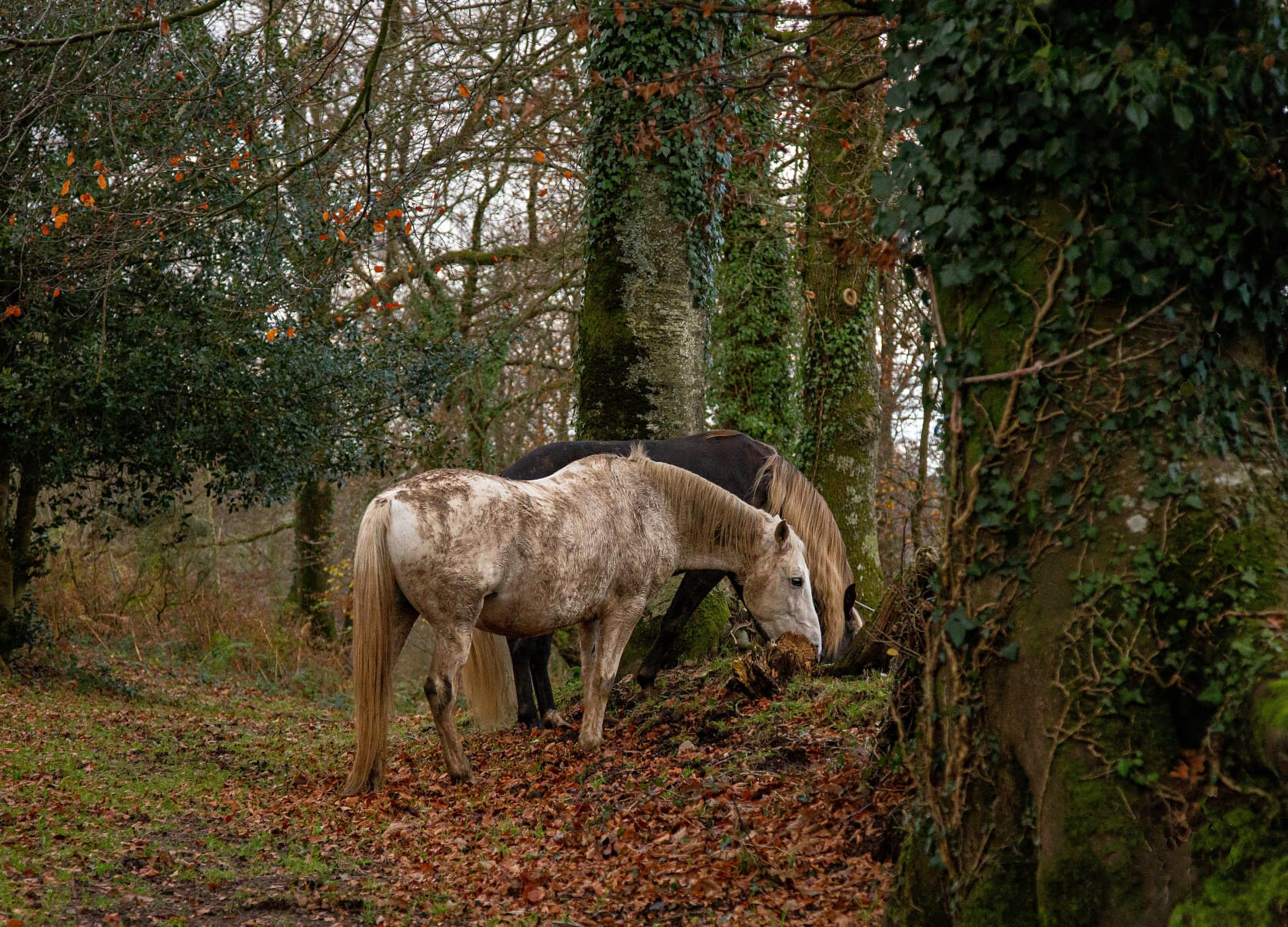 Koně v břečťanovém lesním koutku (na treku).