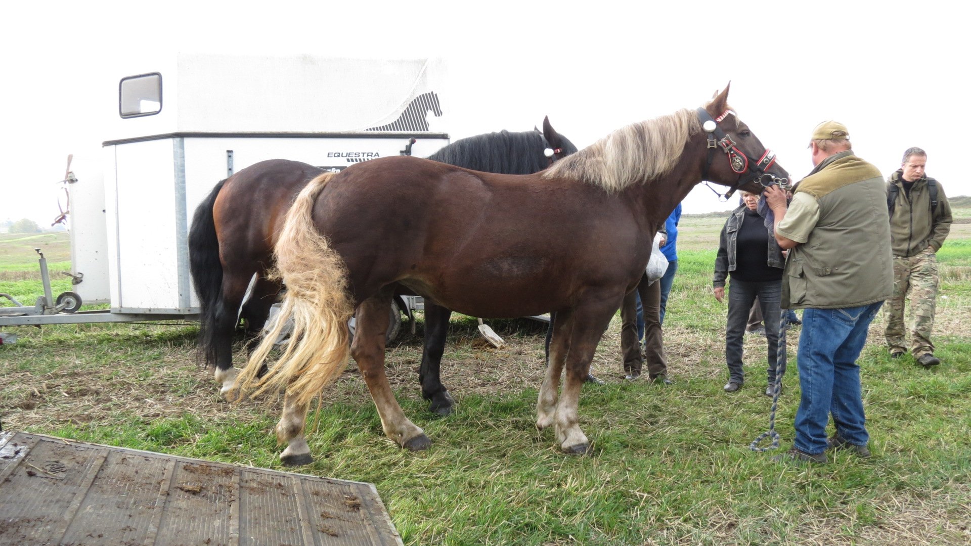 Šiška a Lery - příprava výstavy koní v plném proudu