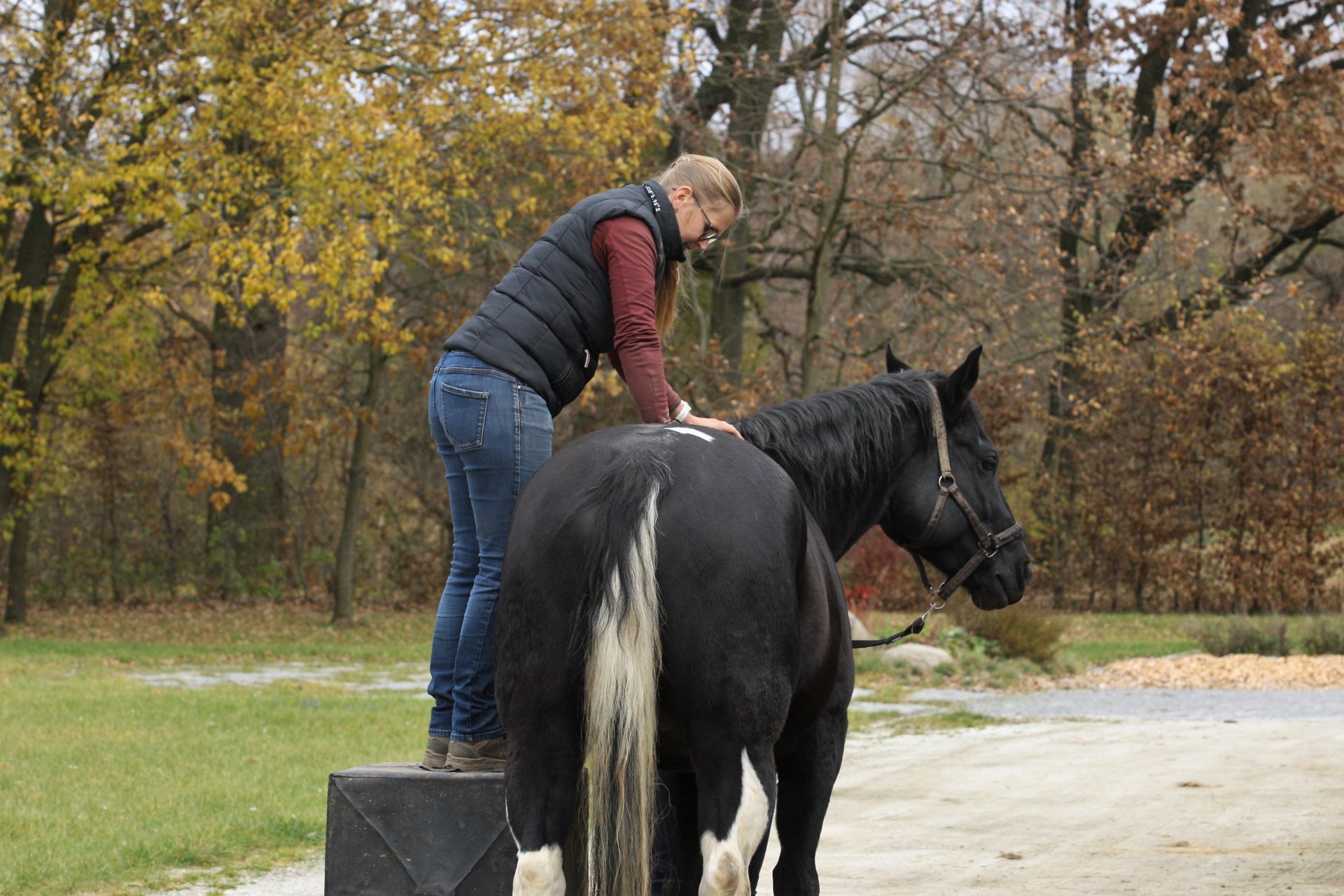Je dobré nechat koně pravidelně kontrolovat chiropraktikem a/nebo fyzioterapeutem