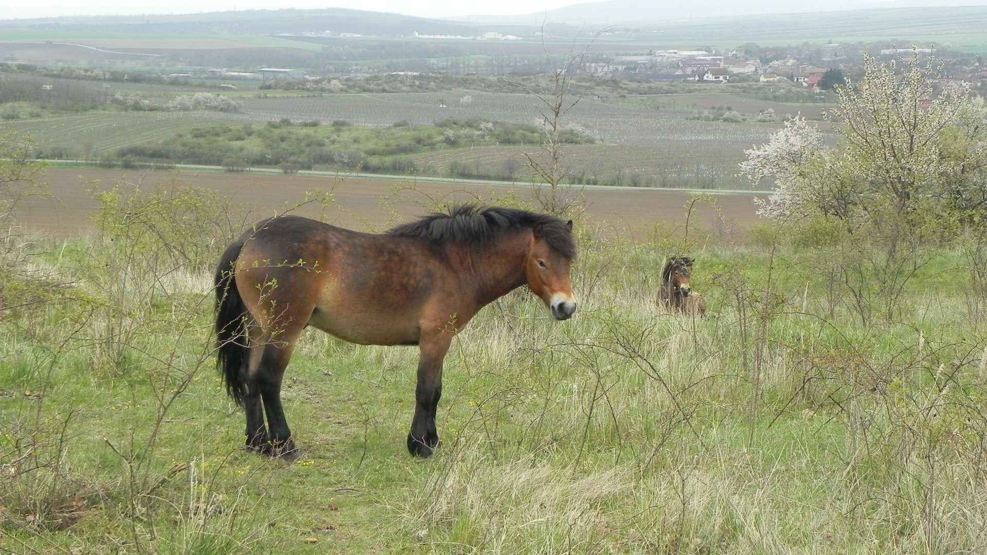 exmoor pony v NP Podyjí