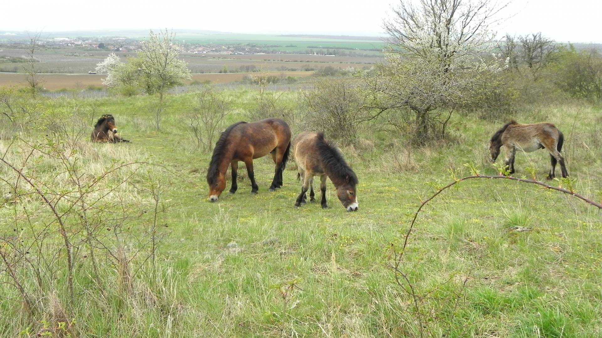 exmoor pony v NP Podyjí