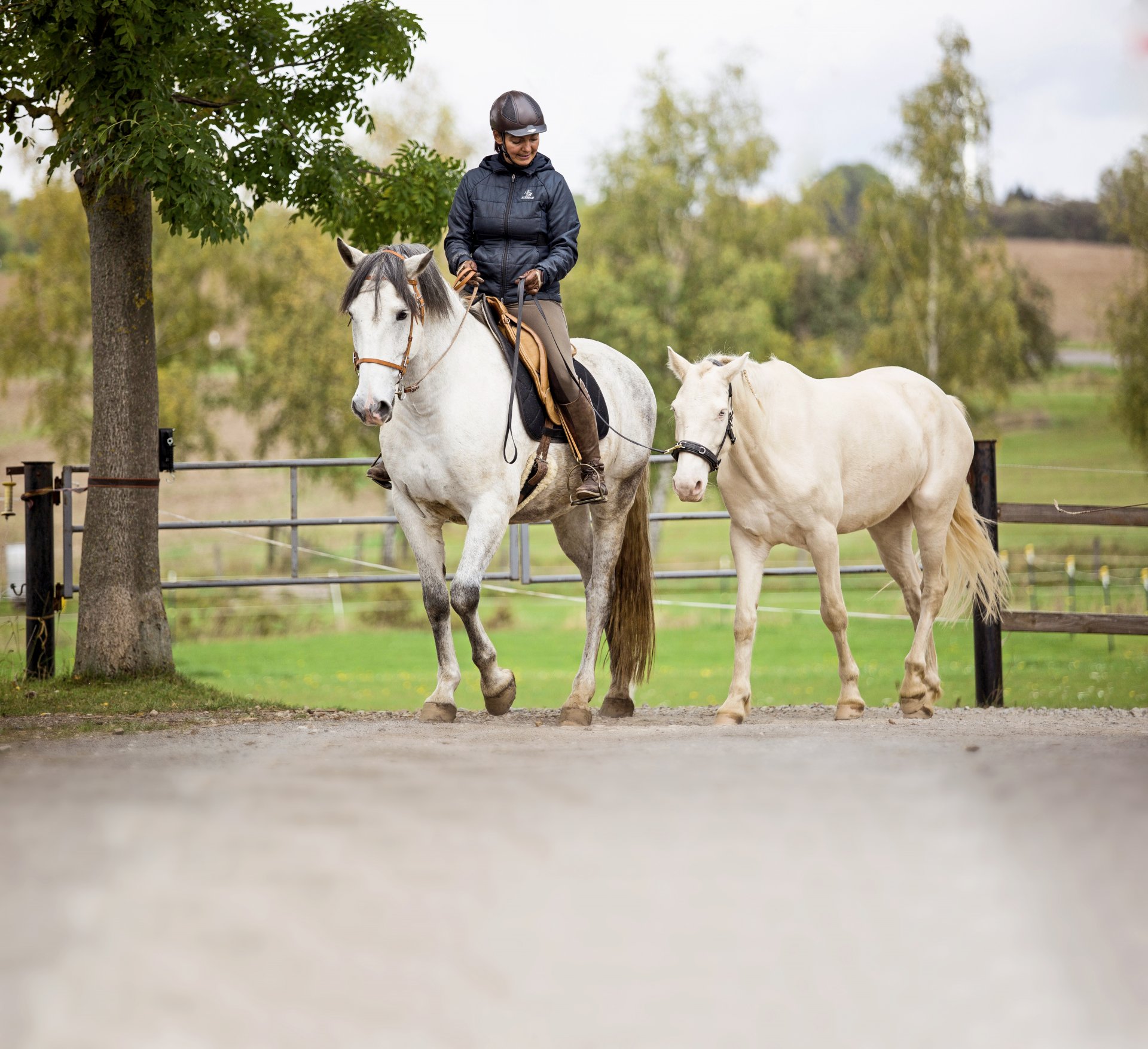 Vezmu tě na ruku: Mladí koně se spolu se zkušenými zvířaty učí přijímat podněty prostředí v klidu