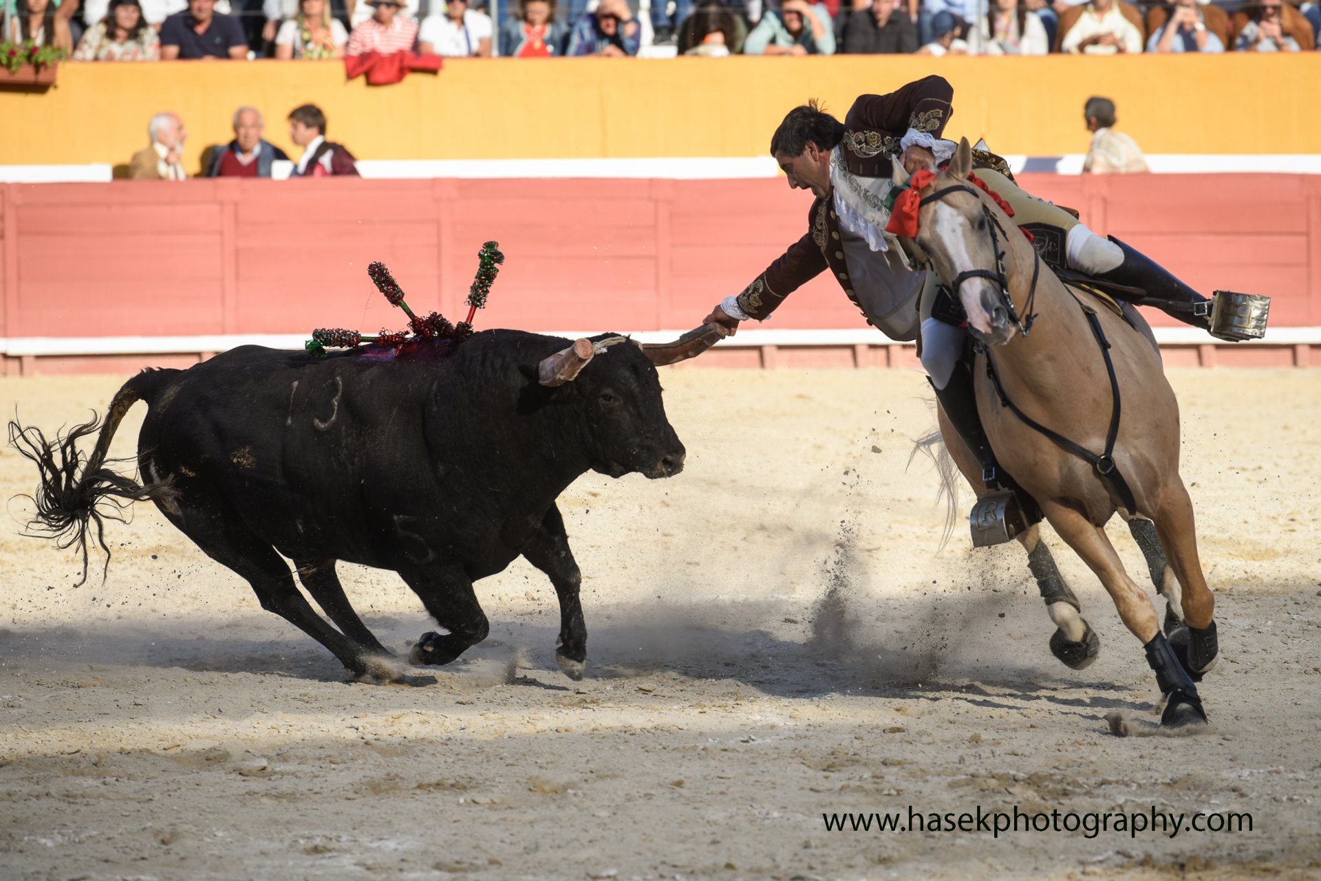 Koně z bullfightingových linií jsou prověření býkem v aréně