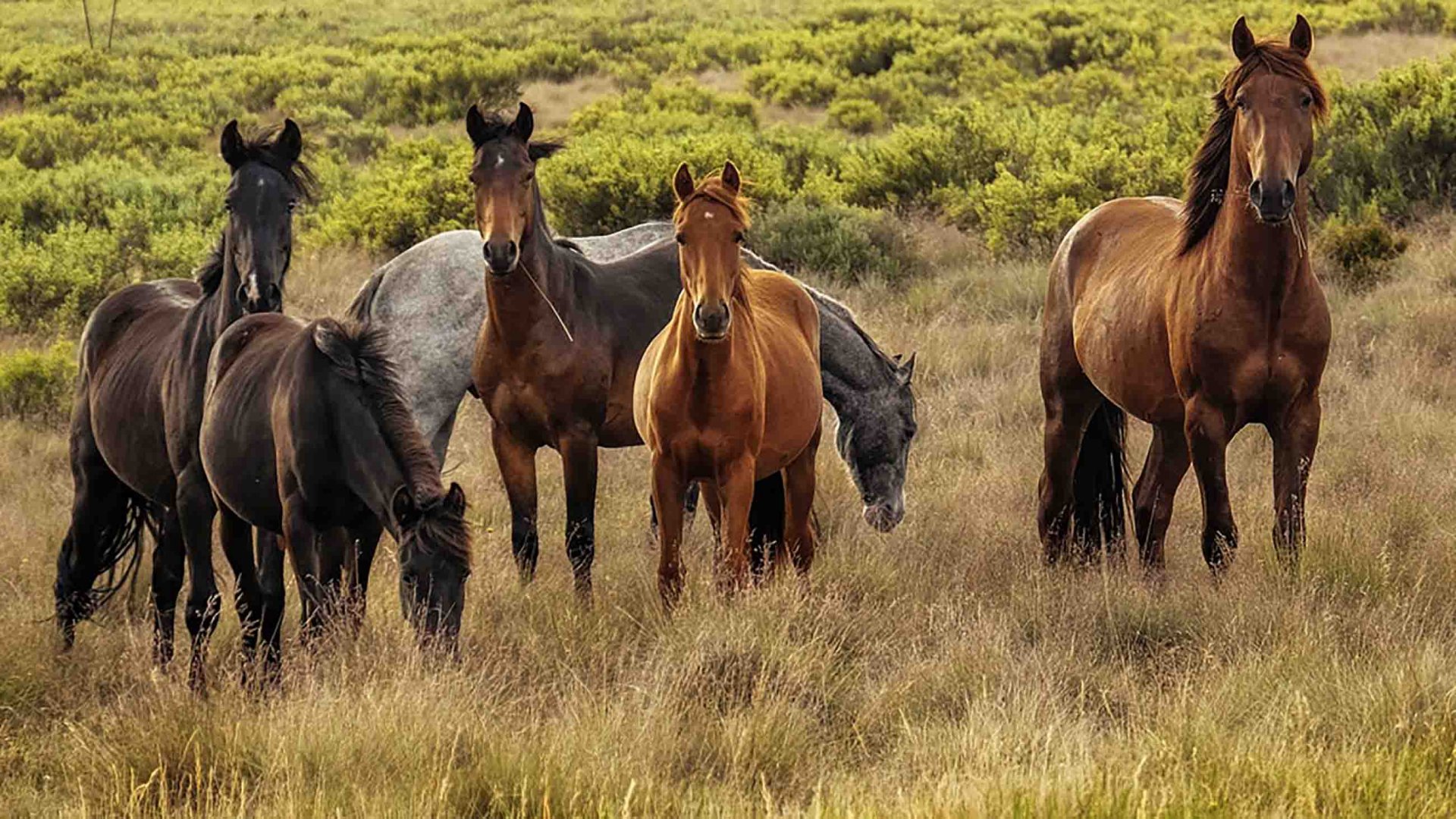 Austrálie, Kosciuszko National Park