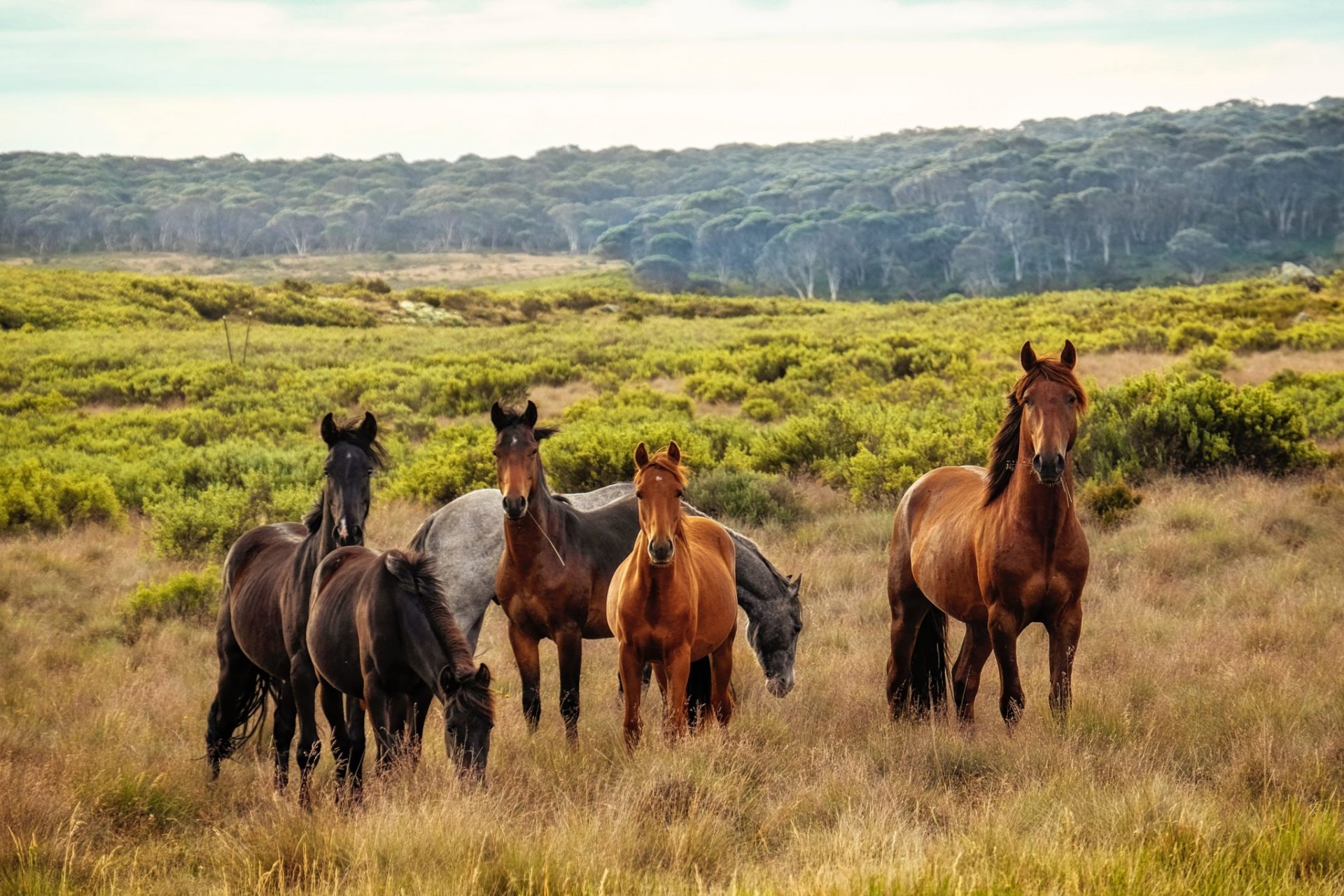 Austrálie, Kosciuszko National Park