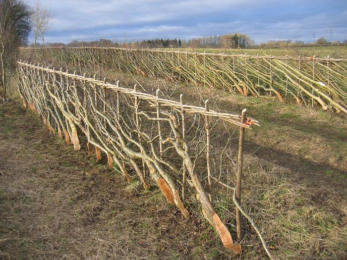 Živý plot na farmě Duchy Home Farm v GB