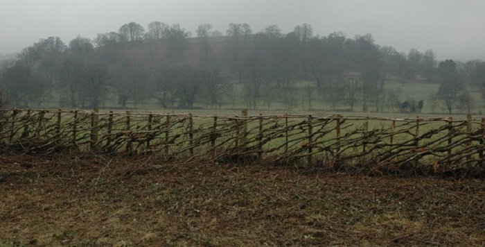 Položený živý plot na hradě Elmley
