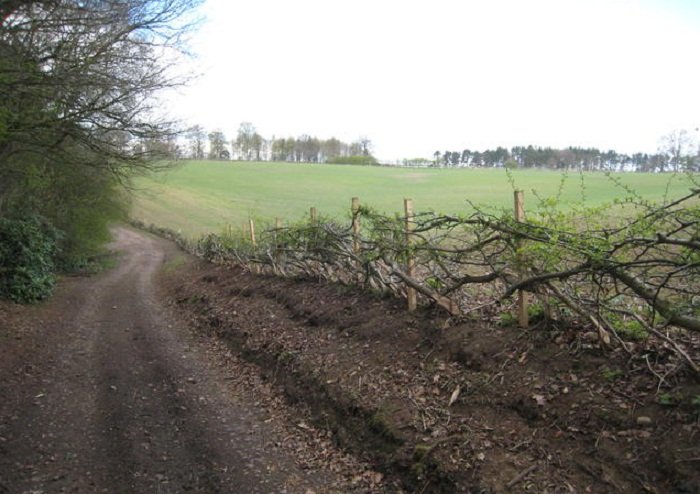 Nový růst z úrovně země omlazuje živý plot. Překládání živého plotu by mělo probíhat každých 20-50 let. Tento živý plot je ve stylu Derbyshire