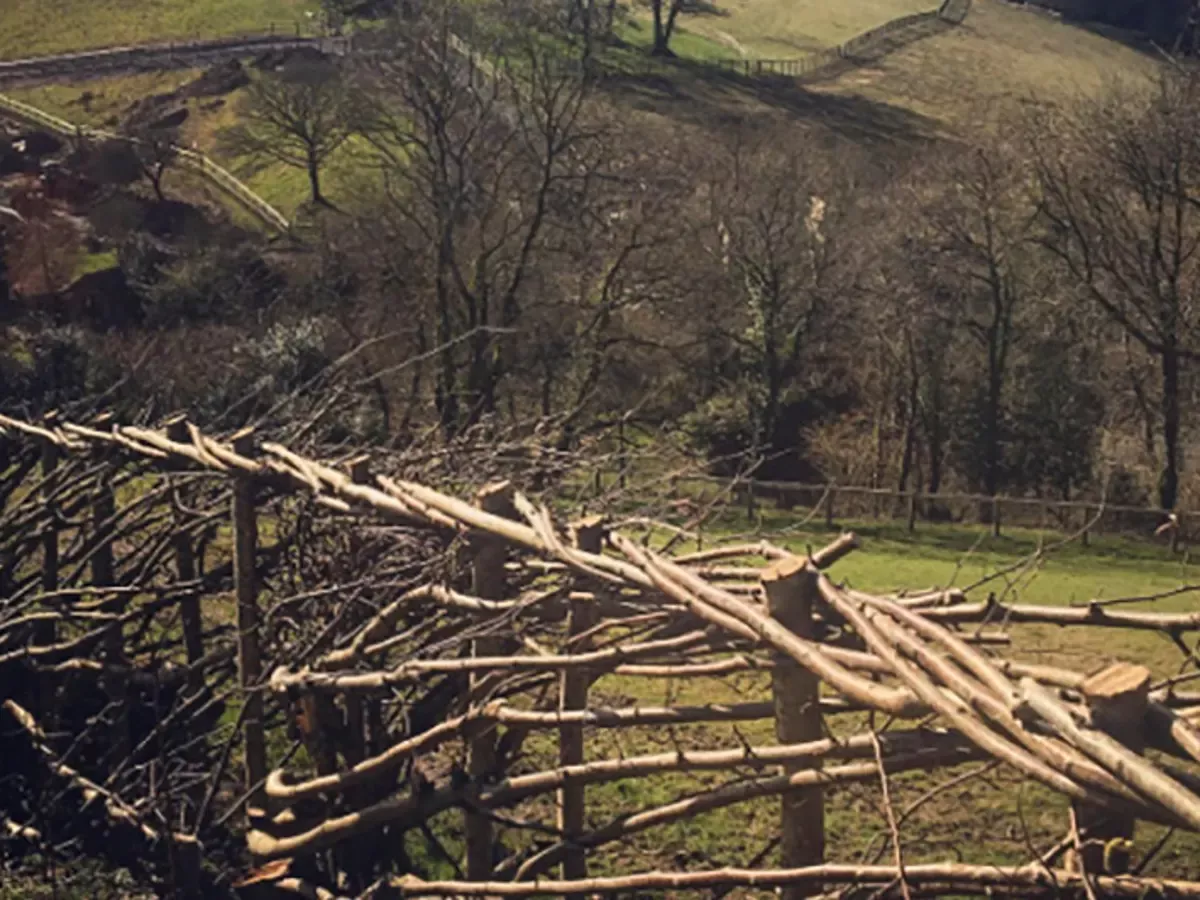 Nově položený živý plot na farmě v Dartmooru, Devon