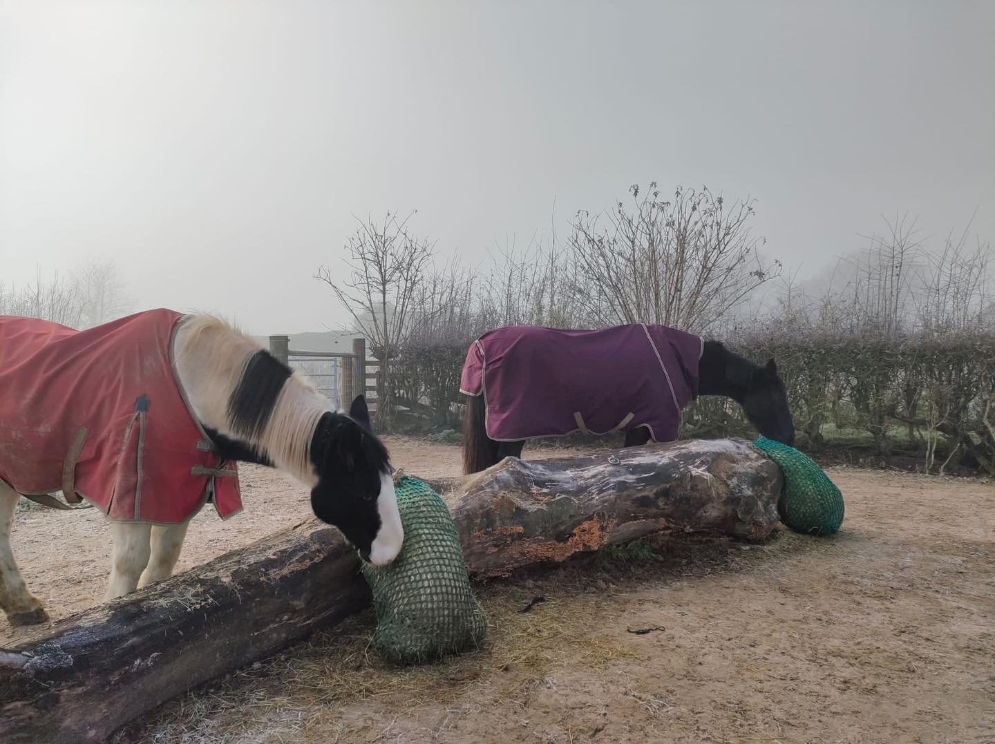 Pařezy můžeme použít jako nosiče kroužků k upevnění beden nebo sítí na seno (pouze těch s malými oky, kam se NEOKUTÍ! koně nemohou zachytit kopytem)