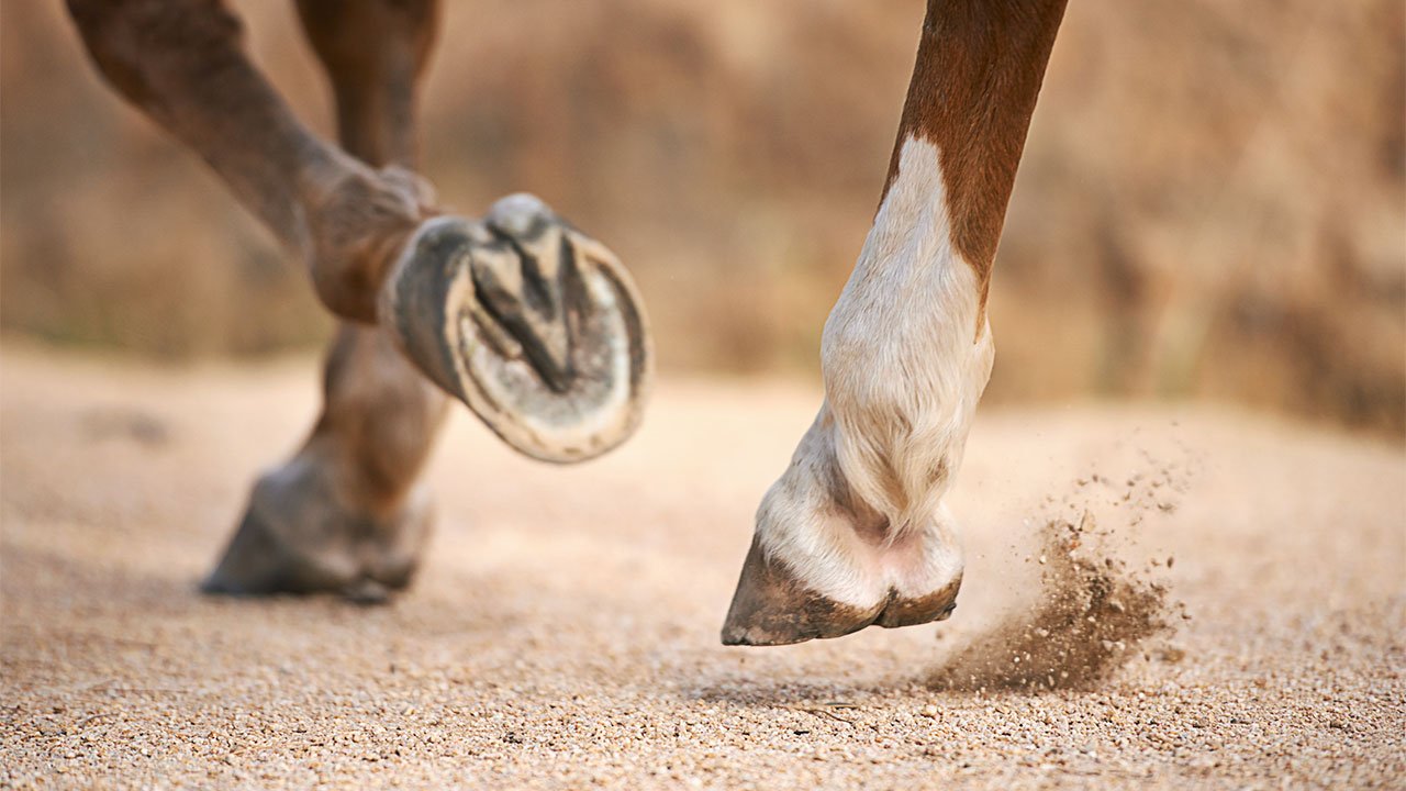 Adekvátní a vyvážená krmná dávka optimalizuje celkový zdravotní stav koně; a je také tím, co kopyto potřebuje k udržení správné integrity a růstu