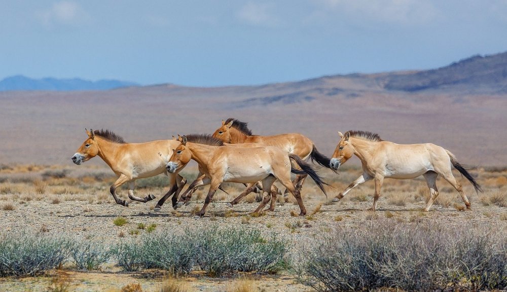 Koně Převalského běží krajinou svých předků v Přísně chráněné oblasti Velká Gobi B v Mongolsku. Takový pohled bude již brzy realitou i ve stepi Altyn Dala ve středním Kazachstánu