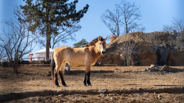 Koně Převalského chová Zoo Praha přes 90 let a hraje klíčovou roli v jeho návratu do mongolských stepí. Poslední divoký kůň světa se letos vrátí i do volné přírody Kazachstánu, avšak ještě předtím – již tuto sobotu – i do Troji
