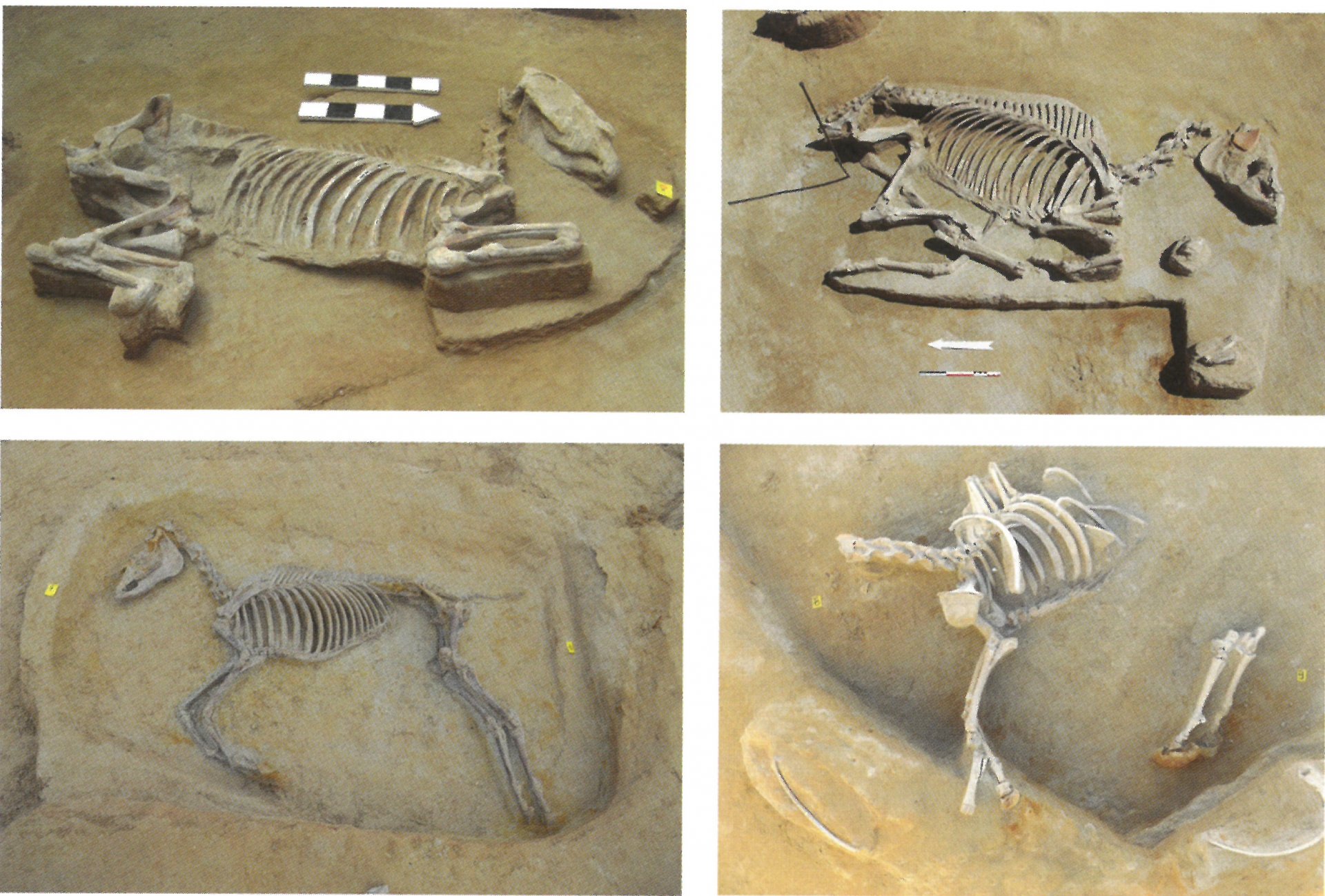 Některé z pohřbů koní, nalezené ve Phaleronu v letech 2012–2020. Koně mají složené nohy, jako by byli ve skoku nebo v běhu (obrázky z knihy Hippos)