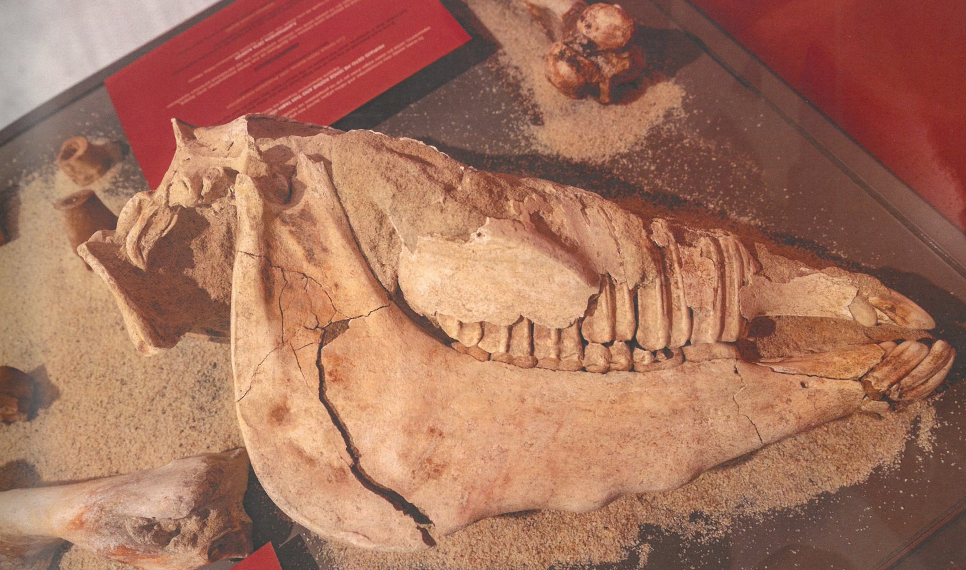 Jedna ze zachovaných lebek koní z pohřebiště ve Phaleronu byla vystavena v Athénách na výstavě Americké archeologické školy